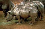 image of black rhinos