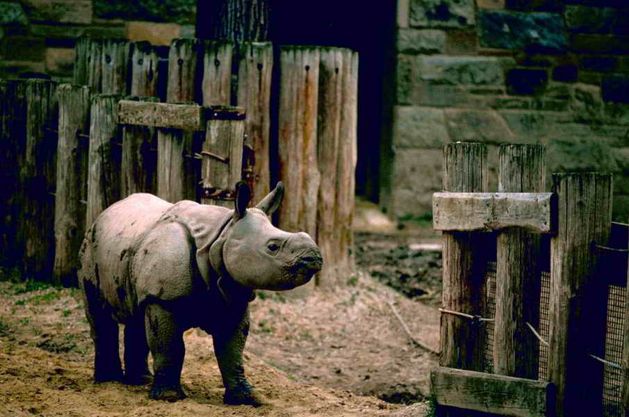 Rhinoceros 5 Download Free Full Versionl