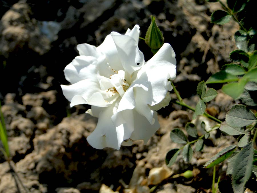pictures of slanting white rose