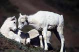 photo of Dall sheep lambs