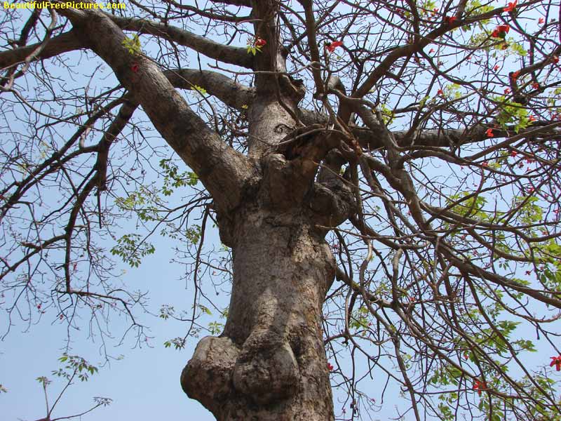 images of silk-cotton-tree