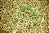 photos of green snake