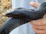 pictures of Eastern indigo snake