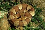 pictures of Broad-banded Copperhead
