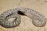 pictures of Mexican Ridged Nosed Rattlesnake