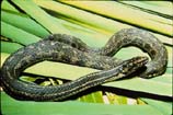 images of Atlantic salt marsh snake
