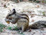 images of squirrel eating peanut