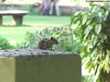 images of squirrel in a park