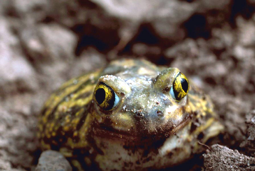 4-toad-usfws  Couch's Spadefoot Toad, Stolz, Gary M. - usfws