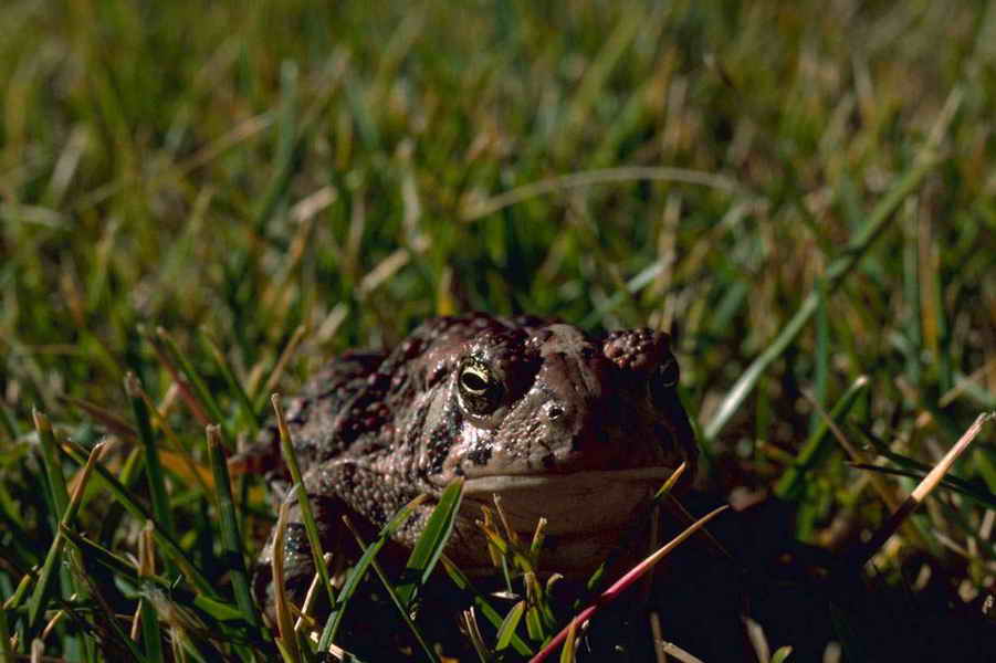 5-toad-usfws  Woodhouse Toad II - Stolz, Gary M - USFWS