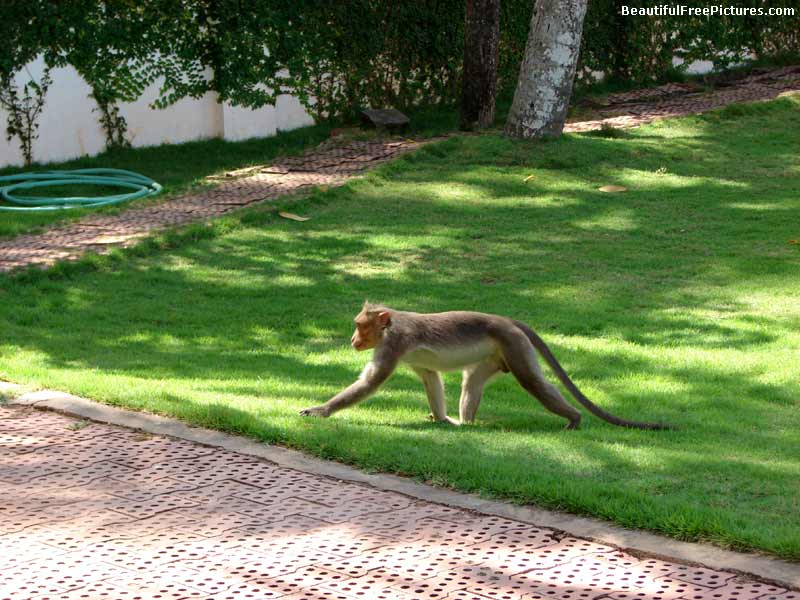 pictures of a baboon walk in park