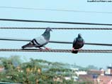 images of pair of pigeon