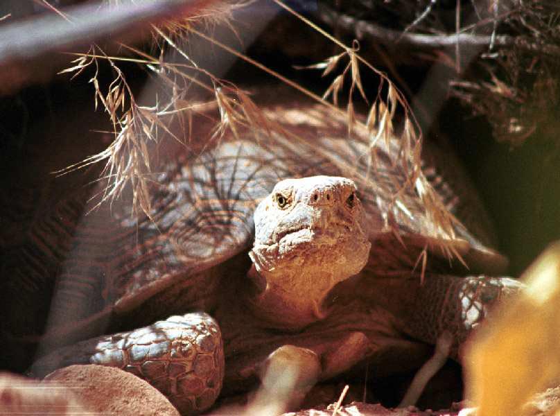 wild animals - 39 -USFWS  Desert Tortoise 3 -  Jackson, Beth - USFWS