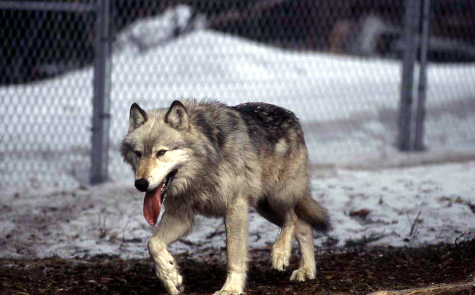 wild animals - 57- NPS  -wolf-NPS  Wolf 10 in the Rose Creek pen_ Barry O'Neill - NPS Photo