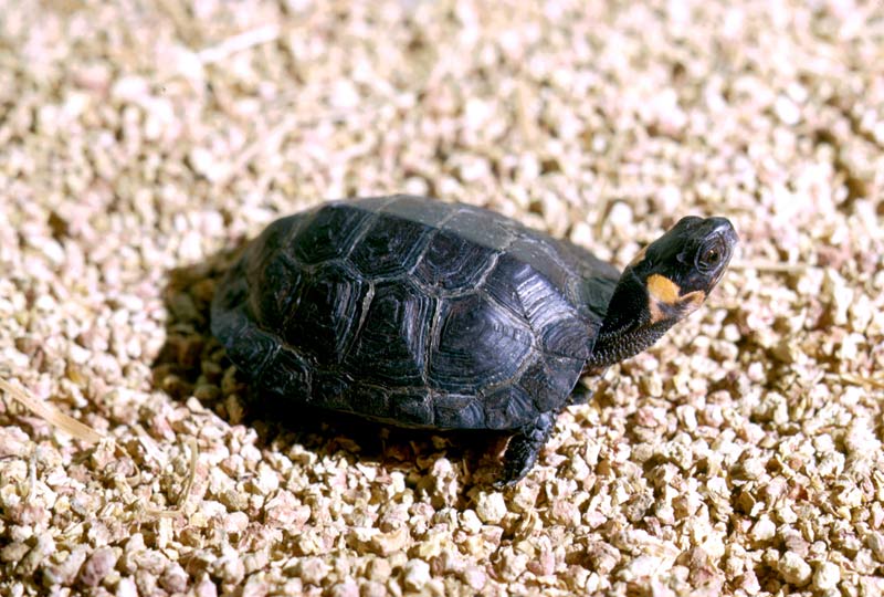 pictures of Bog turtle