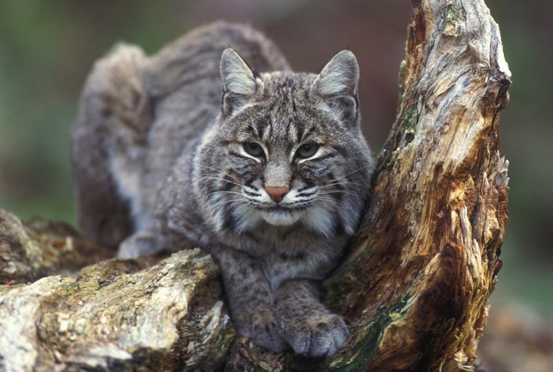 pictures of Bobcat sitting in tree
