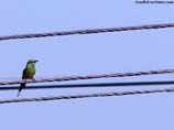 photos of a bird sitting on wire
