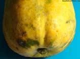 photos of a ripe papaya